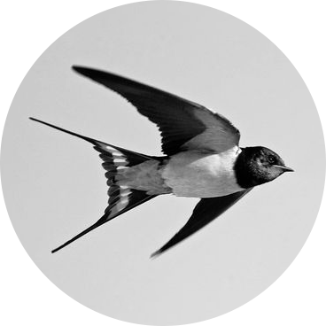 Diving Swallow